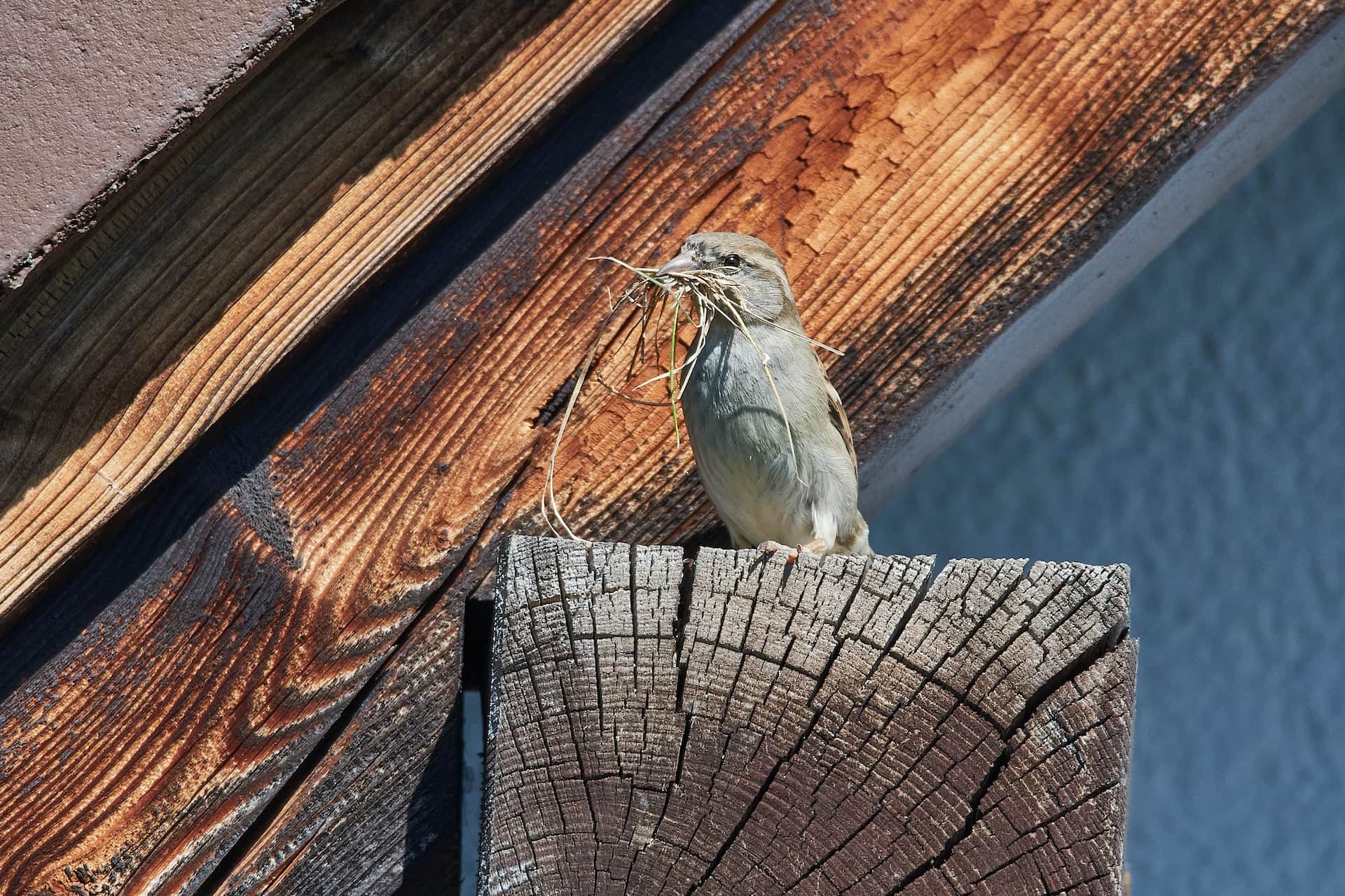 Efficiënte vogelnest verwijdering
